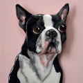 Boston Terrier