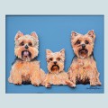 Yorkie Trio