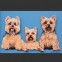 Yorkie Trio